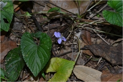Viola pilosa